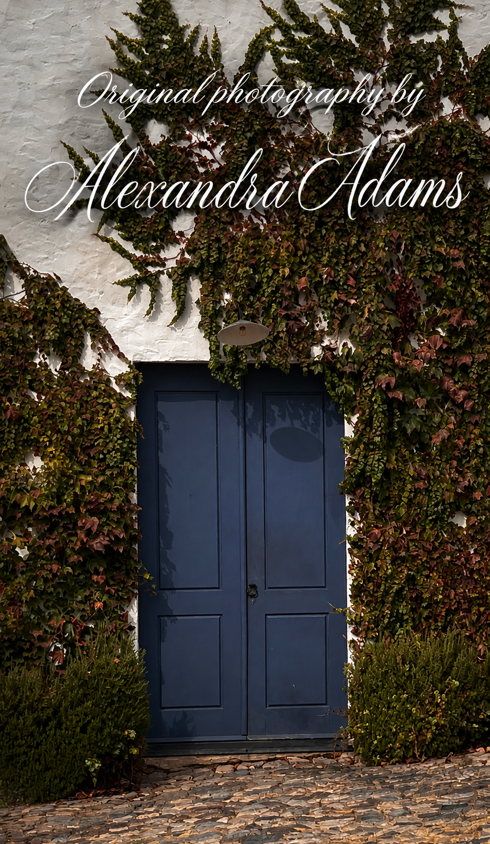 Original photograph by Alexandra Adams showing a deep navy-blue double door framed by cascading ivy and greenery against a white stucco wall, with an elegant bold white script photography credit across the top