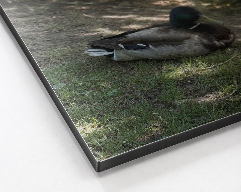 Companions in Stillness | Original Nature Photography Aluminium Print by Alexandra Adams