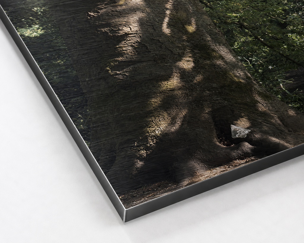 The Tree That Held the Sky | Original Nature Photography Aluminium Print by Alexandra Adams